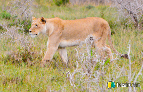 leones al acecho en parque natural, Sudáfrica