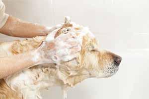 Cómo evitar las garrapatas en los perros