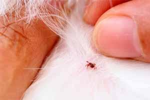 Cómo acabar con las garrapatas en perros Cómo acabar con las garrapatas en perros