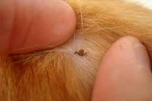 Cómo deshacerse de las garrapatas en los perros