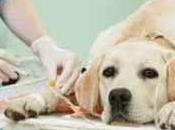 Enfermedades causadas garrapatas perros: síntomas, tratamientos