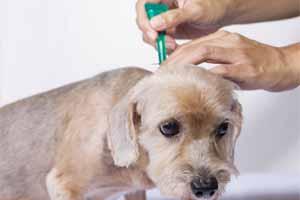 Enfermedad de garrapatas en perros, sus síntomas y tratamiento