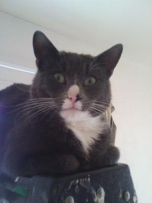 Seguimos con Necromunda: Orlock y Van Saar Seguimos con Necromunda: Orlock y Van Saar