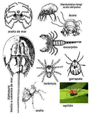 Phylum Arthropoda Phylum Arthropoda