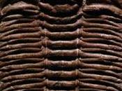 Phylum Arthropoda