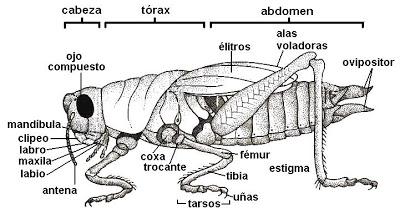 Phylum Arthropoda Phylum Arthropoda