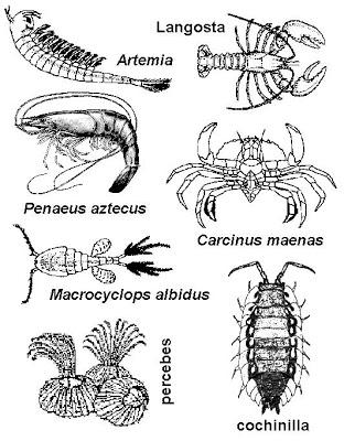 Phylum Arthropoda