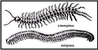 Phylum Arthropoda Phylum Arthropoda