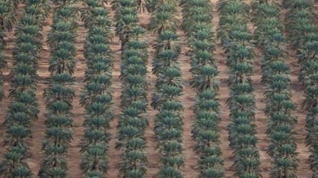 10 deslumbrantes fotos de la belleza de los desiertos de Israel.