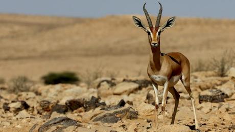 10 deslumbrantes fotos de la belleza de los desiertos de Israel.