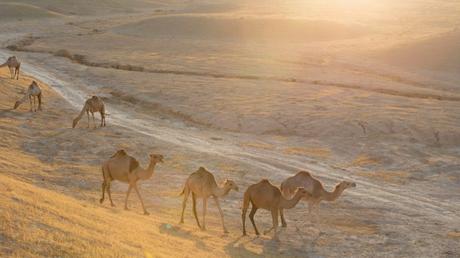 10 deslumbrantes fotos de la belleza de los desiertos de Israel.