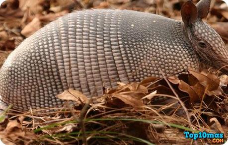 Armadillo 30-curiosidades-armadillo