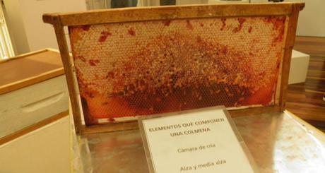 INAUGURADA LA MUESTRA “MUNDO MIEL”