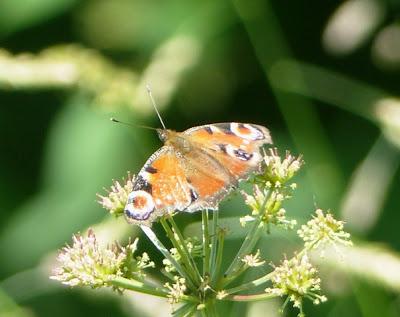 Mariposas nuevas y viejas