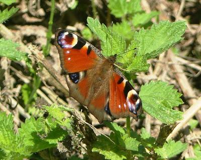 Mariposas nuevas y viejas