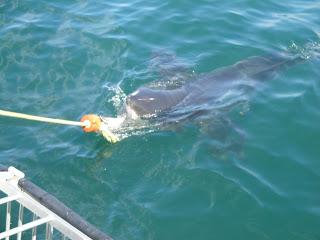 Encuentro con un Gigante