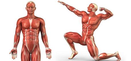 musculatura metabolismo basal