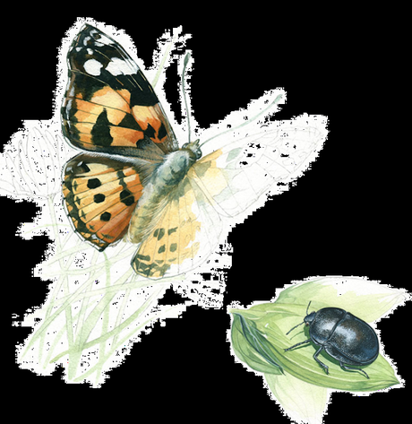 MUSEO VIVO DE LOS INSECTOS: ¡Una maravilla visual que además educa!