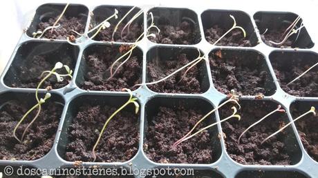 Aprendiendo un poco sobre plantas carnívoras