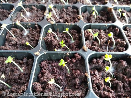 Aprendiendo un poco sobre plantas carnívoras