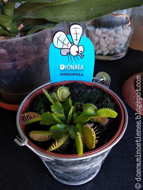 Aprendiendo un poco sobre plantas carnívoras
