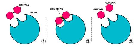 Funciones de las enzimas