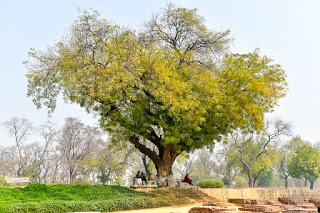 Bajo un ĂĄrbol como este, Buda pronunciĂł su primer sermĂłn a sus cinco discĂpulos. Sarnath - BenarĂŠs. Viajes_India_Benares
