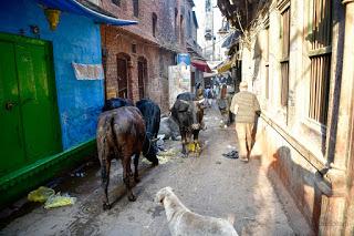 Las vacas y los peatones comparten las calles de la vieja BenarĂŠs Viajes_India_Benares