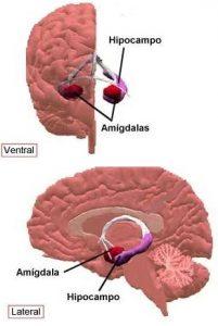 amígdala