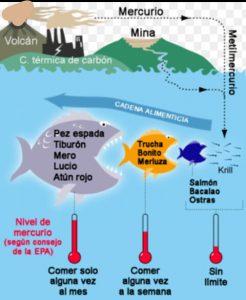 El veneno que se esconde en nuestros mares.