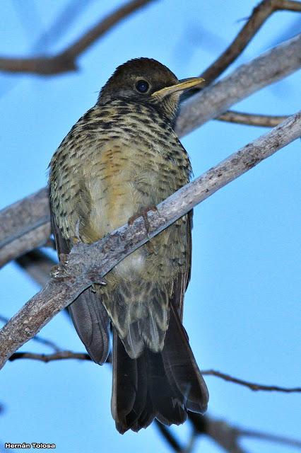 Zorzal patagónico (Turdus falcklandii)