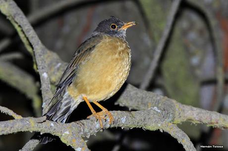 Zorzal patagónico (Turdus falcklandii)