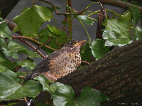 Zorzal patagónico (Turdus falcklandii)