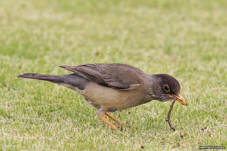 Zorzal patagónico (Turdus falcklandii)