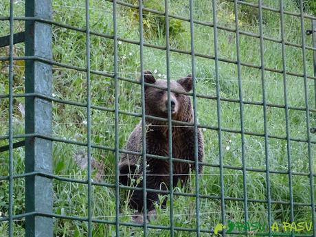 Molina en el cercado osero