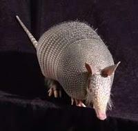 El Armadillo o Cachicamo es Portador de la Lepra