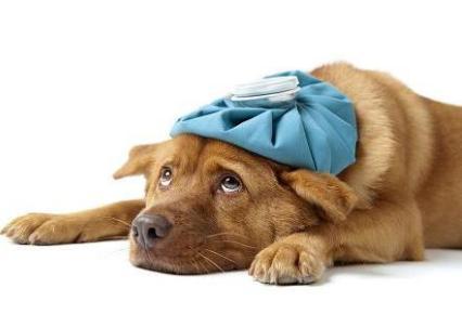 Los cuidados a tu mascota en la tos de las perreras