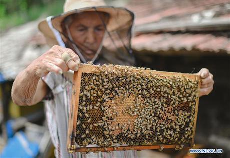 El desarrollo de la apicultura reduce la pobreza en Jilin