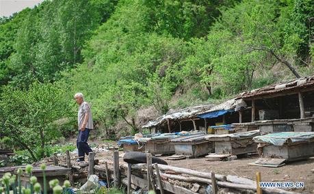 El desarrollo de la apicultura reduce la pobreza en Jilin