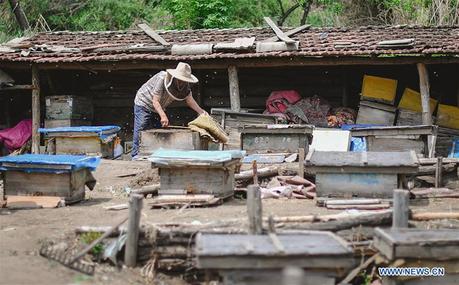 El desarrollo de la apicultura reduce la pobreza en Jilin