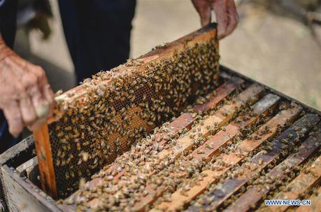 El desarrollo de la apicultura reduce la pobreza en Jilin