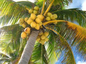 NO piensas en una palmera con cocos…!