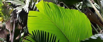 29 DE JUNIO DÍA DE LOS TRÓPICOS-