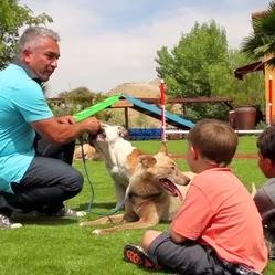 el encantador de perros promueve el uso de césped artificial para perros
