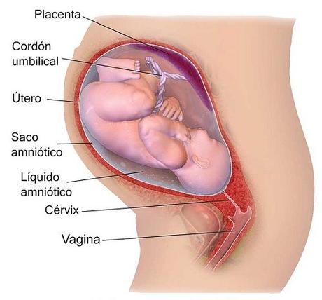 proteccion del bebe durante embarazo