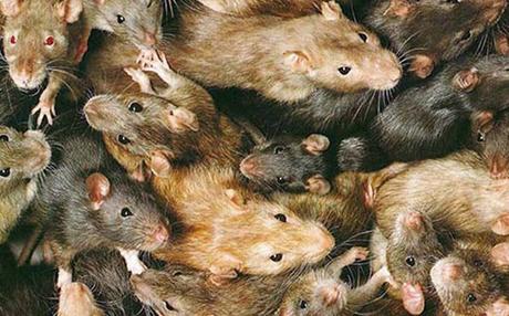 Ratones sucios para una investigación más reproducible Ratones sucios para una investigación más reproducible