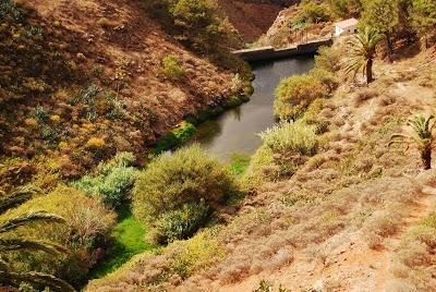 Peces introducidos en los medio acuáticos de Canarias