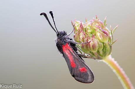 ¿Por qué fotografía macro?