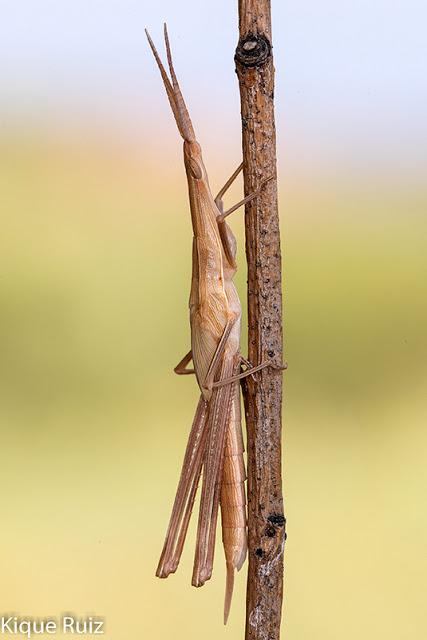 ¿Por qué fotografía macro?