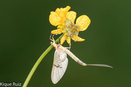 ¿Por qué fotografía macro?